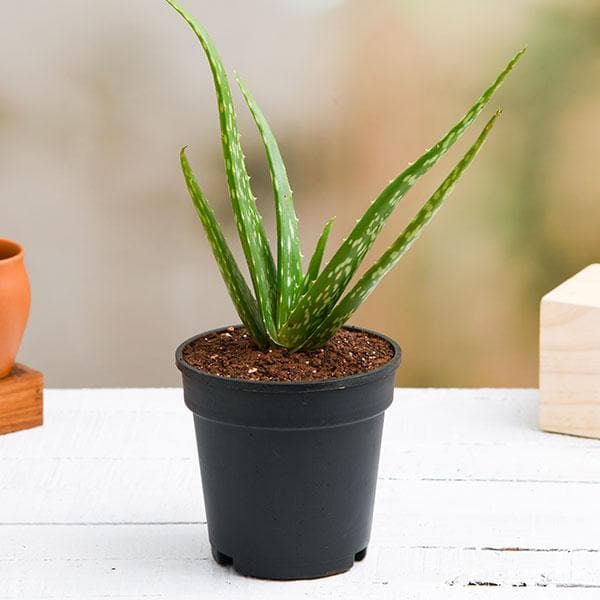 Product: Aloe Vera